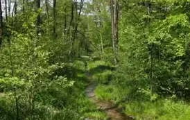 Zdjęcie lasu wykonane przez Łucję Gajdę