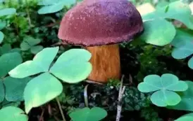 Zdjęcie grzyba wykonane przez Jana Drewnowskiego