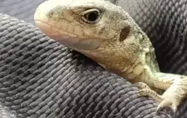 Zdjęcie gada wykonane przez Hannę Czaplińską