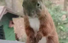 Zdjęcie wiewi&oacute;rki wykonane przez Hannę Czaplińską