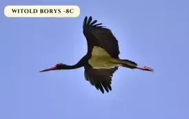 Zdjęcie ptaka w locie wykonane przez Witolda Borysa